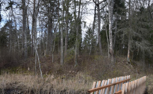 Ventos-Dubysos perkaso pušys_r1.jpg